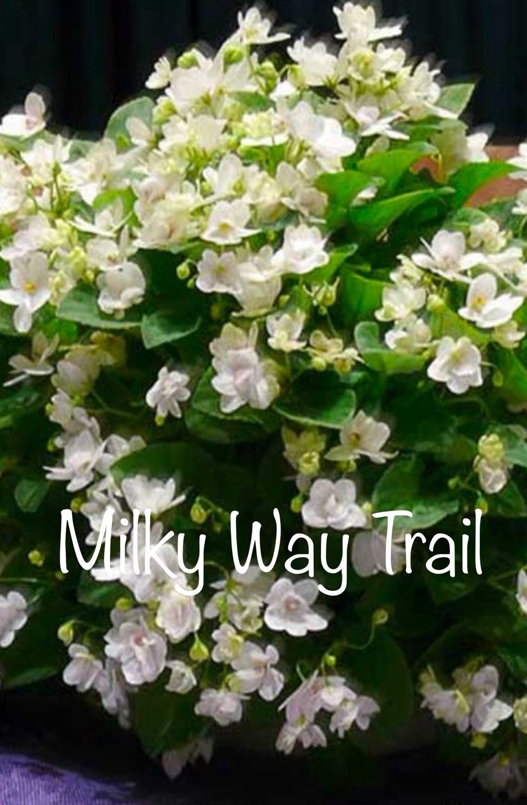 Buyers Choice Trailing Violet 3 Plant Collection. FREE SHIPPING!!!