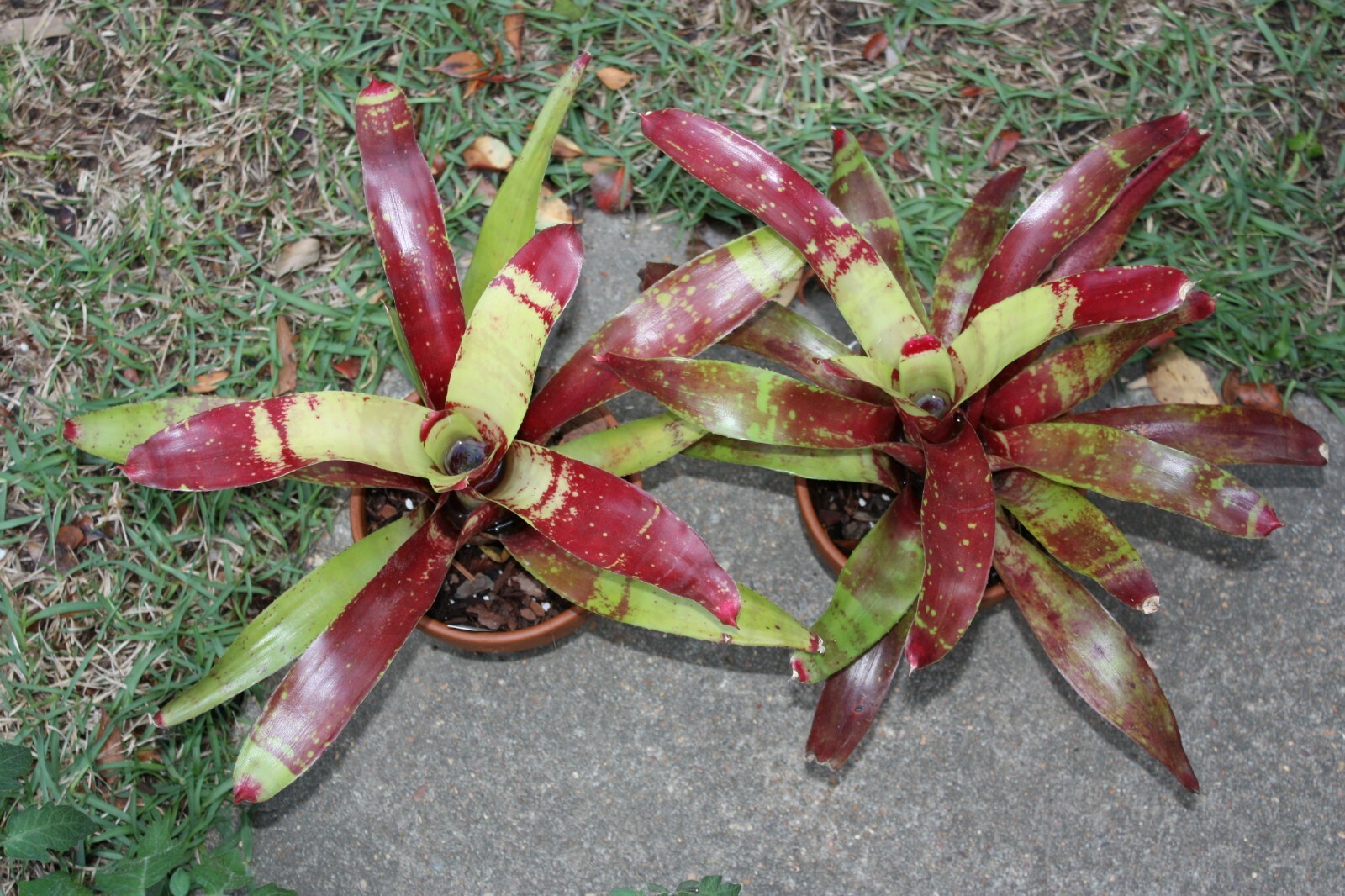 8 assorted bromeliads mix lot SMALL plants neoregelia vriesea billbergia pups