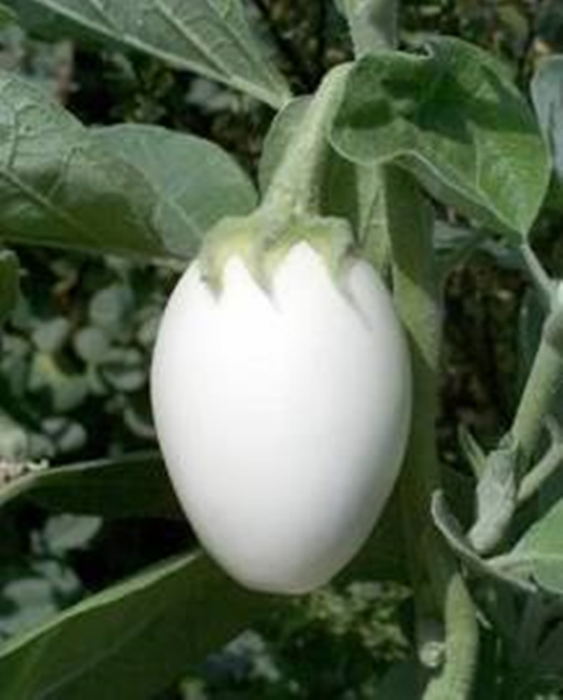 Ornamental Eggplant – 100 Seeds – Edible – Solanum Melongena