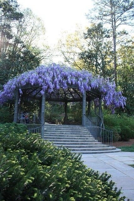 Blue Rain Wisteria seeds, high quality seeds with detailed growing instructions