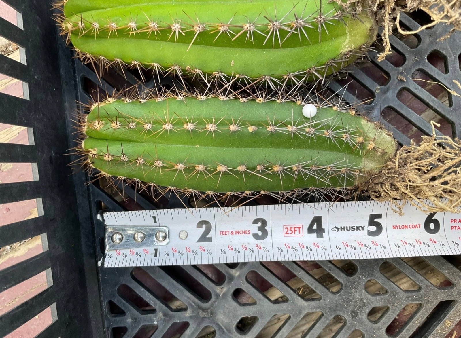 beautiful Browningia pilleifera cacti *Extremely Rare in Cultivation* Live Plant