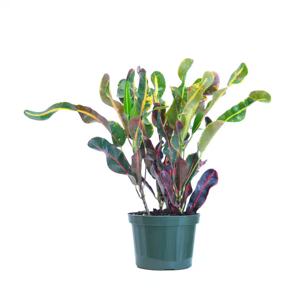 Croton Mammy Codiaeum Variegatum Live Plant in 6 Inch Grower Pot