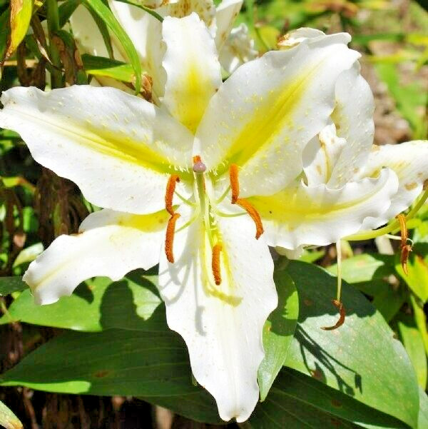 20 GOLDEN ROMANCE ORIENTAL LILY SEEDS – (Lilium ‘Golden Romance’)