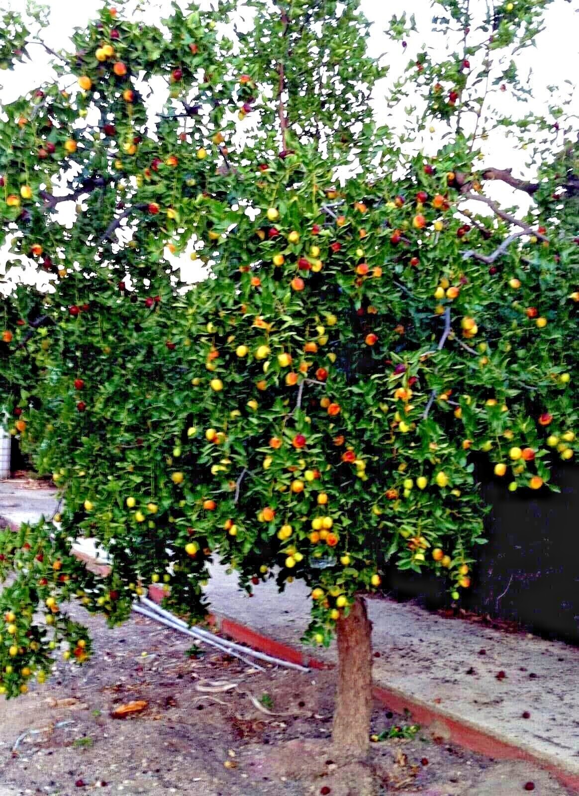 10 JUJUBE FRUIT TREE SEEDS RED CHINESE DATE INDIAN PLUM Superfruit Fast Hardy