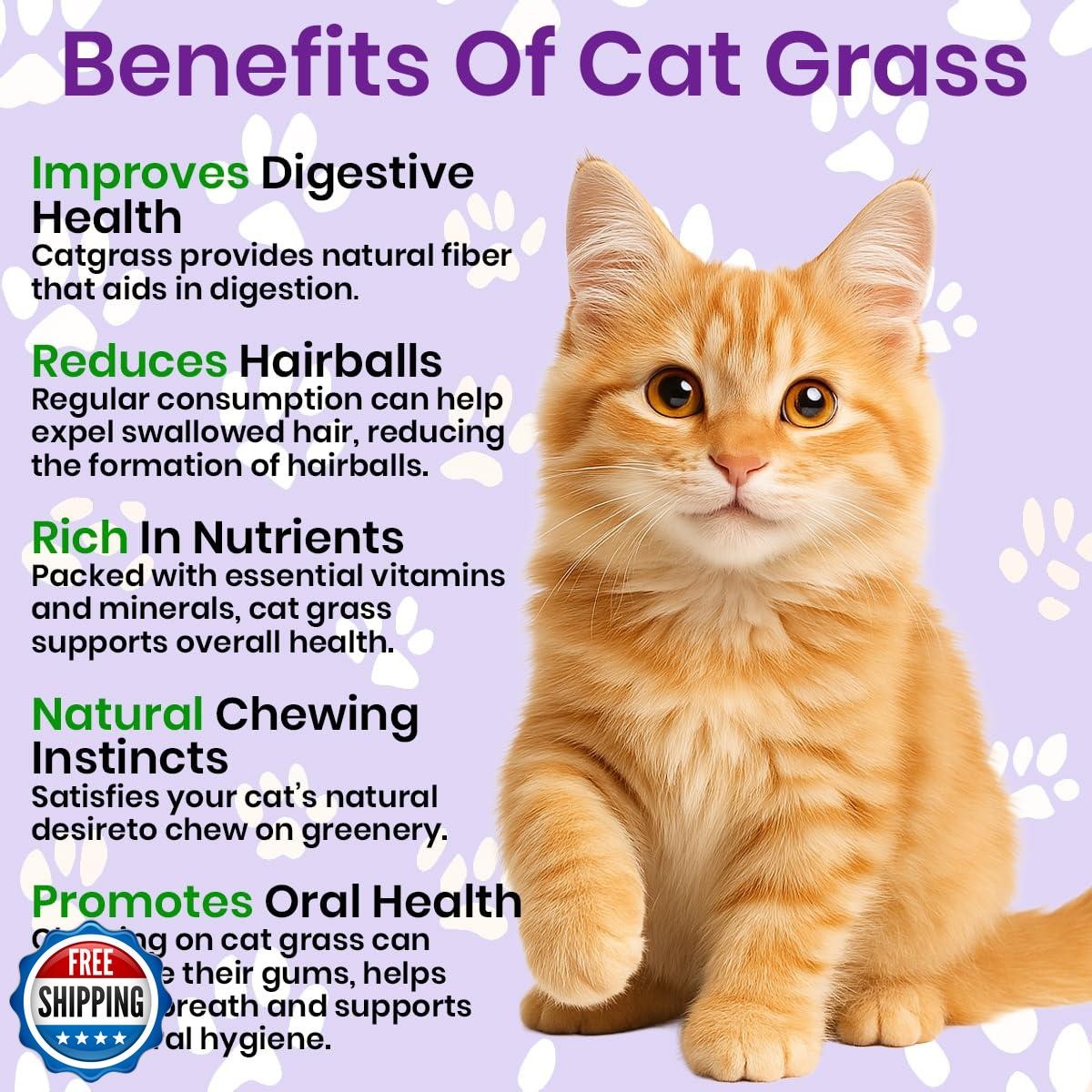 NatureZ Edge Premium Cat Grass Seeds for Indoor Cats, Non GMO – 1/2 lb Oat, W