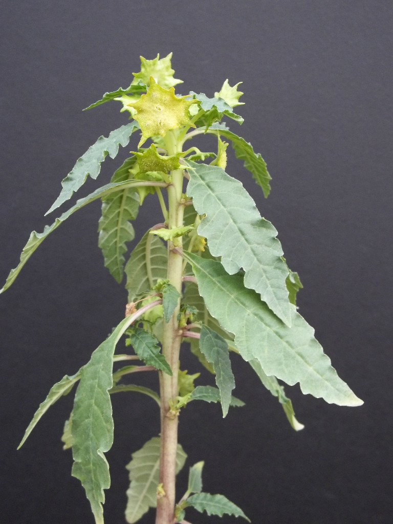 DORSTENIA VARIETY MIX, exotic rare pachycaul cactus caudex bonsai seed 100 SEEDS