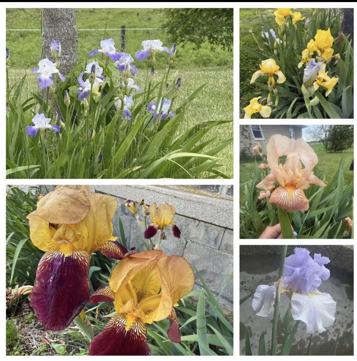 5 Tall Bearded Iris Rhizomes/Bulbs~MIXED COLORS Perennial Flower