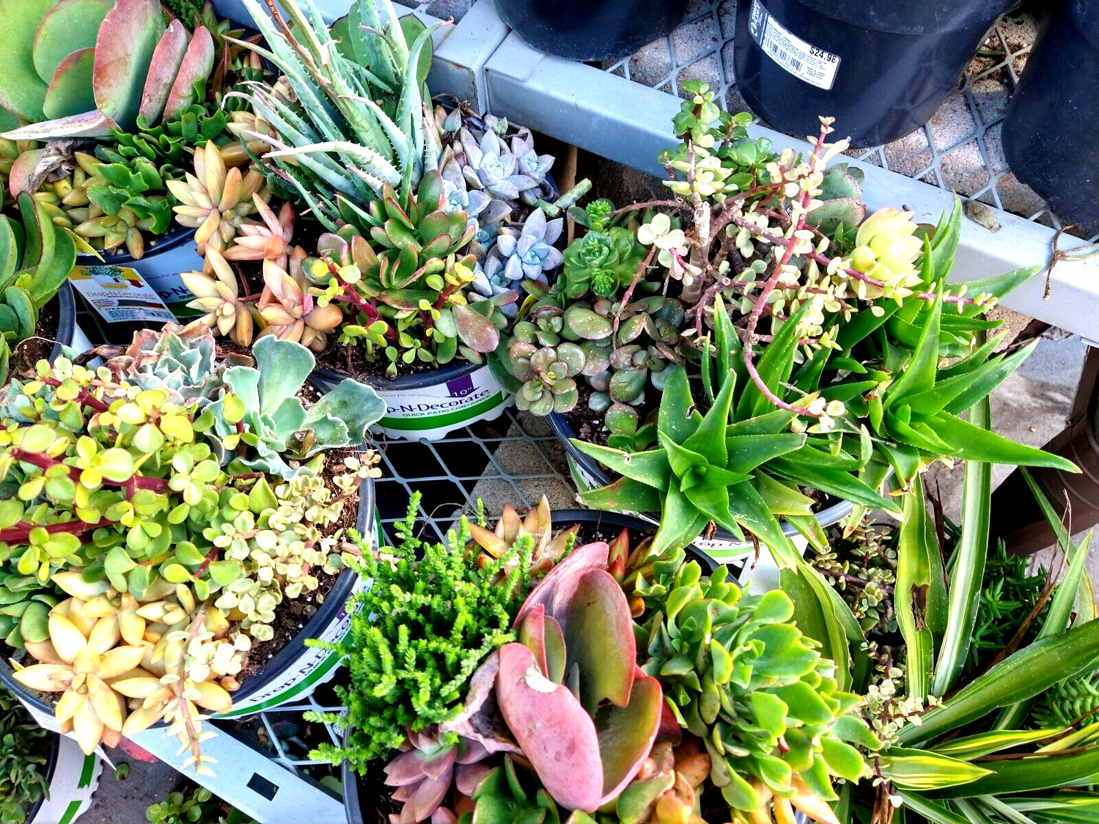 Lot= 15 assorted healthy succulent cuttings * from mature beautiful plants