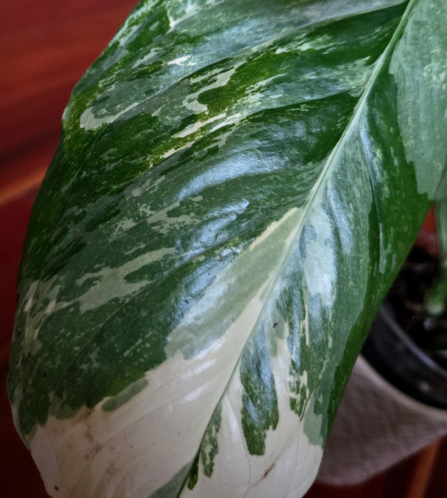 Rare Monstera Lechleriana Albo variegated 17″Tall Not Philodendron Anthurium