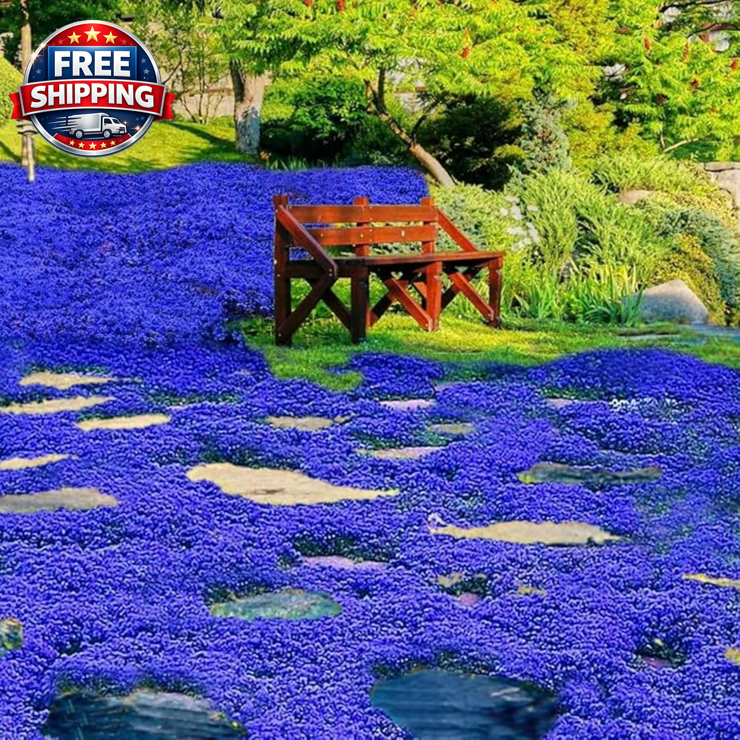 29000+ Magic Creeping Thyme Seeds for Planting Perennial Ground Cover Plants Thy