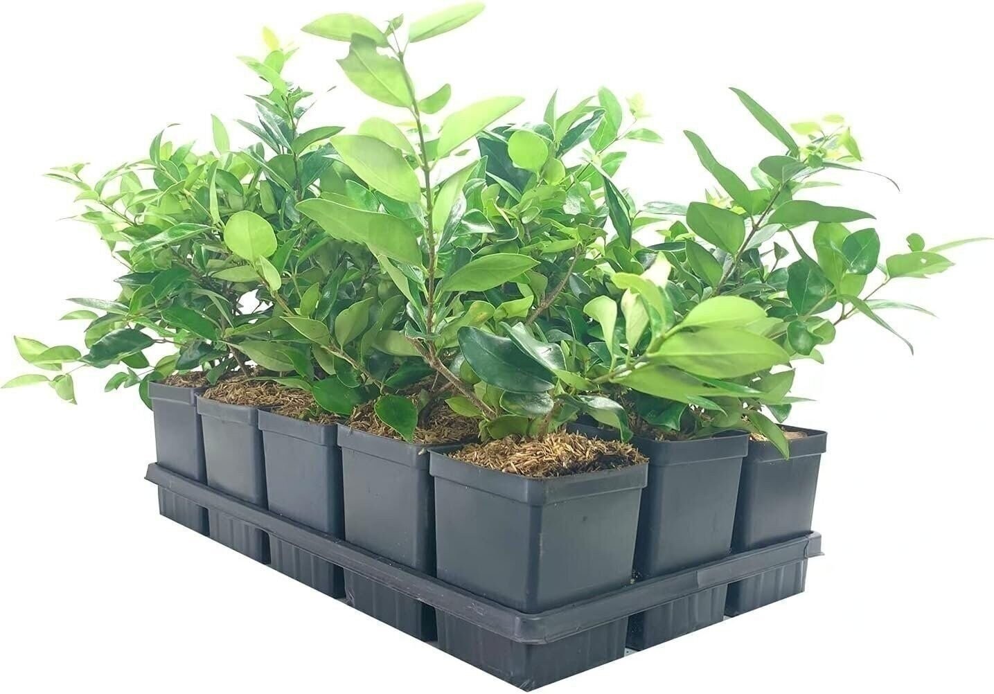 Ligustrum Waxleaf Privet | Quart | Ligustrum japonicum | Low Maintenance | Hardy