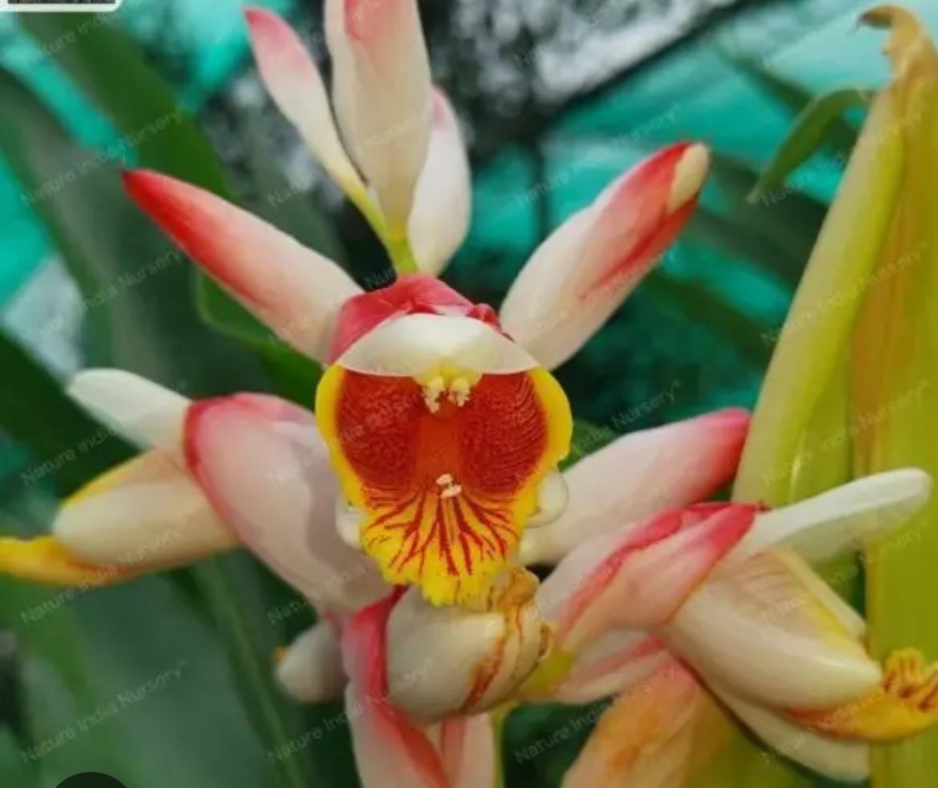 Alpinia Zerumbet variegata Shell ginger live rhizome tropical exotic