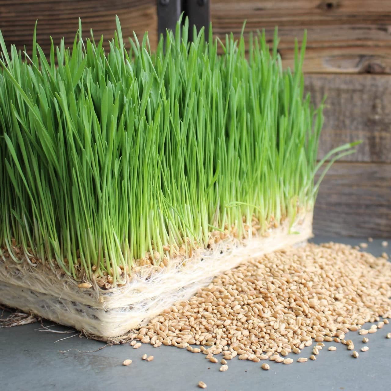 Seeds 4 Pounds Wheatgrass wheat grass Catnip Substitute Cat Dog Pets Pasto Trigo