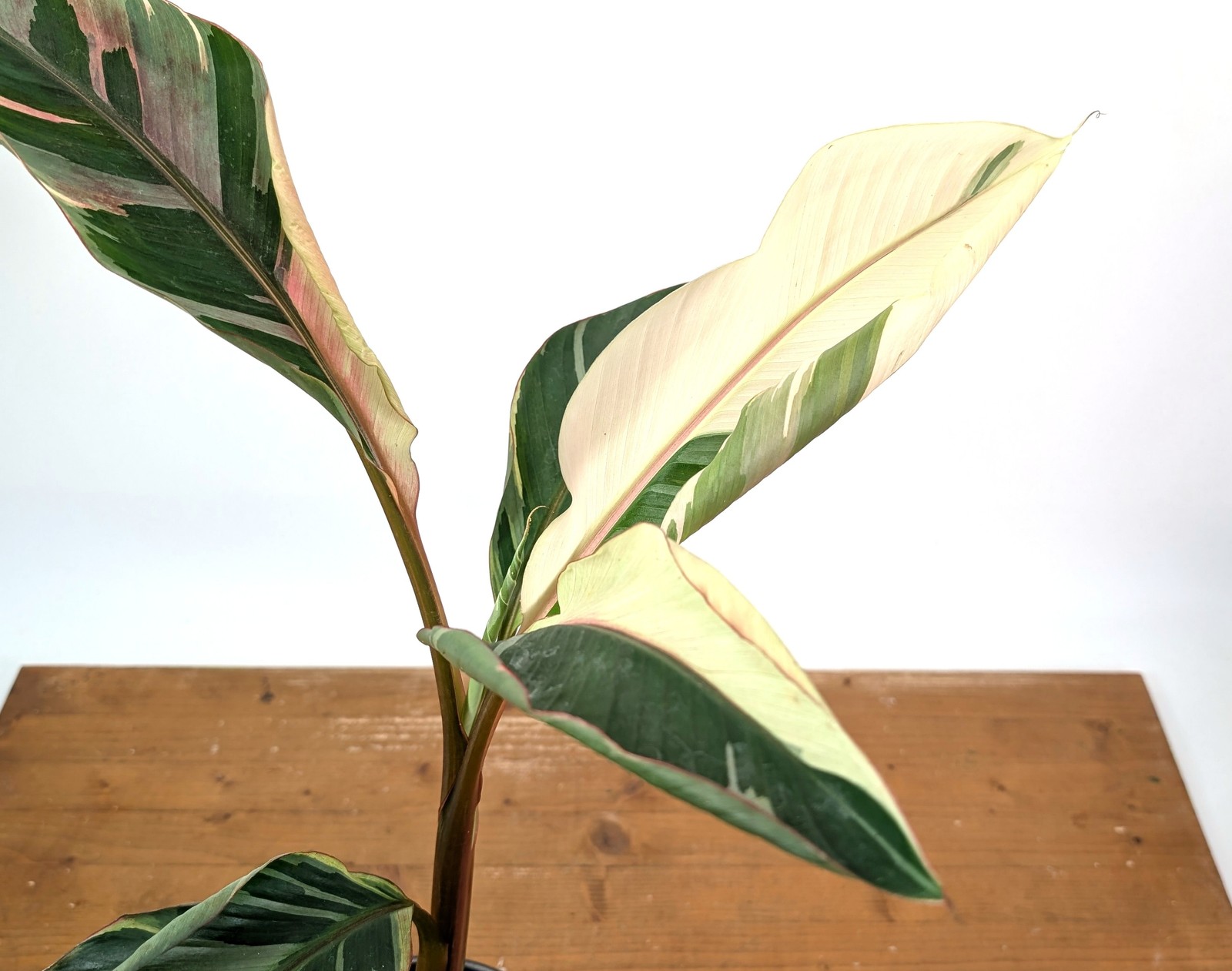 Musa Nono Pink Variegated Banana – Exact Plant #25A – Approx 3ft Tall