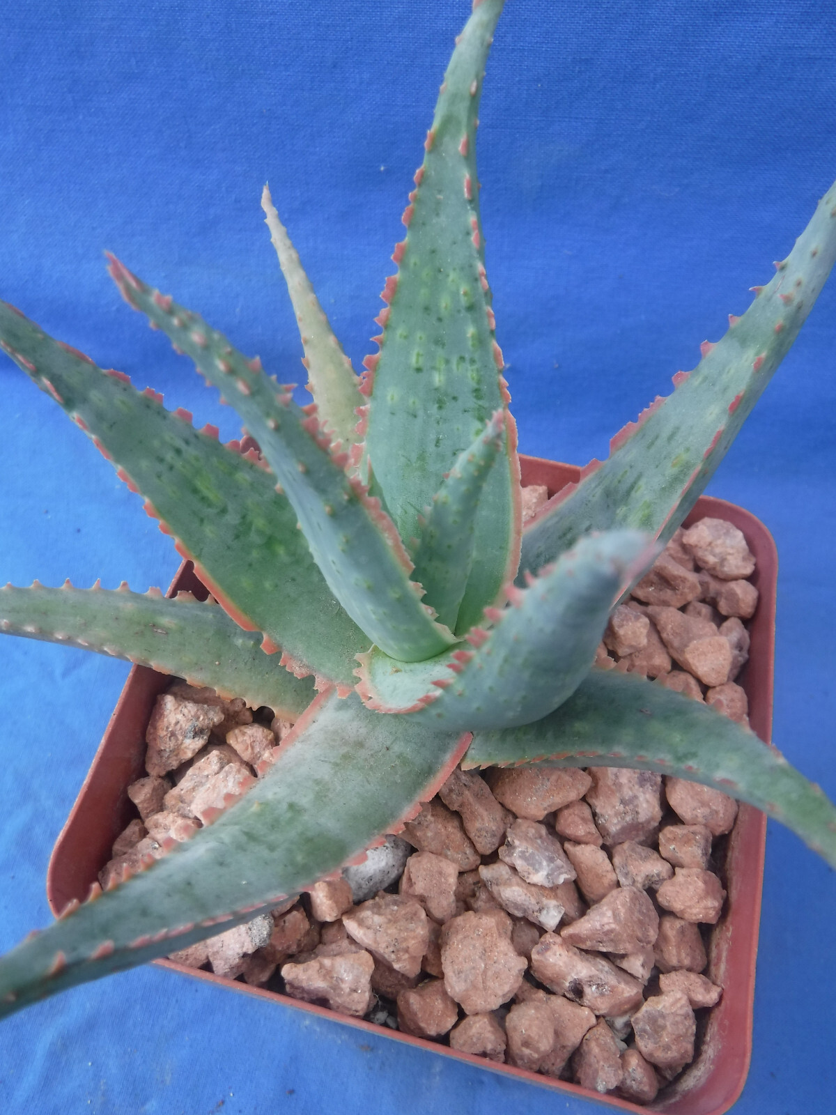 Aloe Hybrid KG “Dental Work” Great Colors/Texture Succulent 3″ to 4″ Wide 3″ Pot