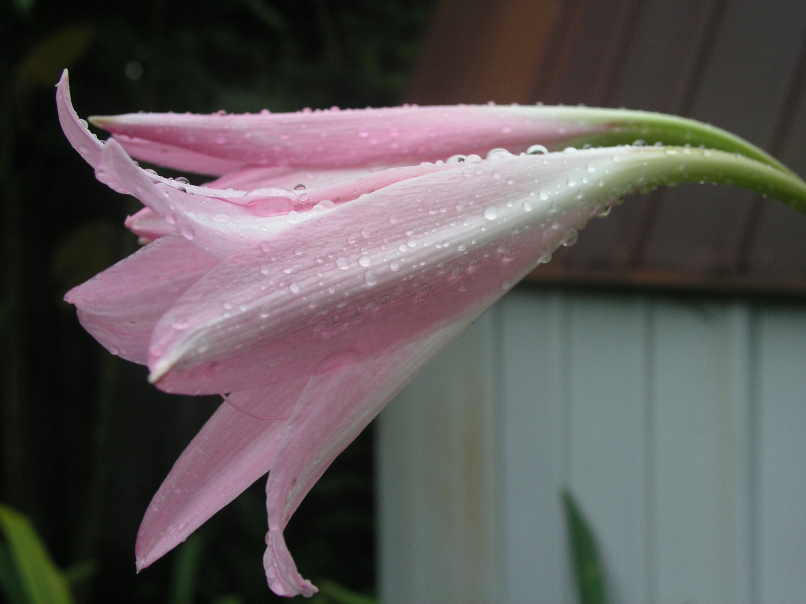 Crinum Lily, Pink Trumpet, large, blooming-size bulb, NEW
