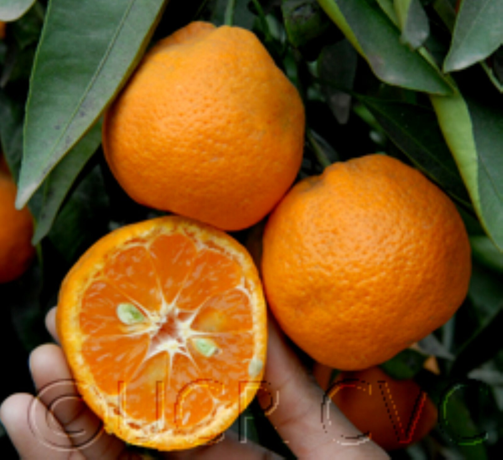 California only!! Owari Satsuma Semi-Dwarf Mandarin 25-36″ tall