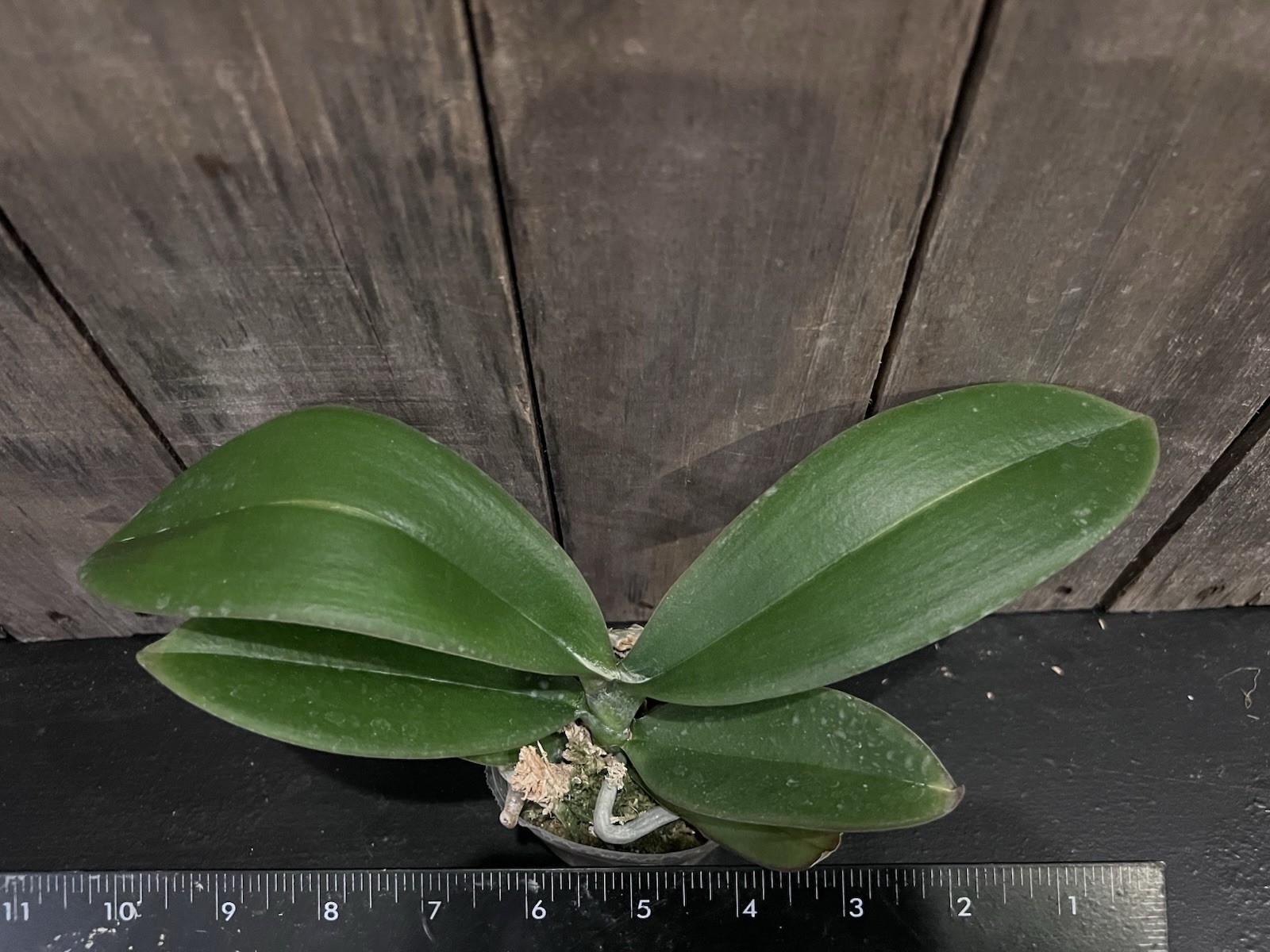 Phal. Red Hedgehog, Mericlone, Blooming Size, FREE Shipping