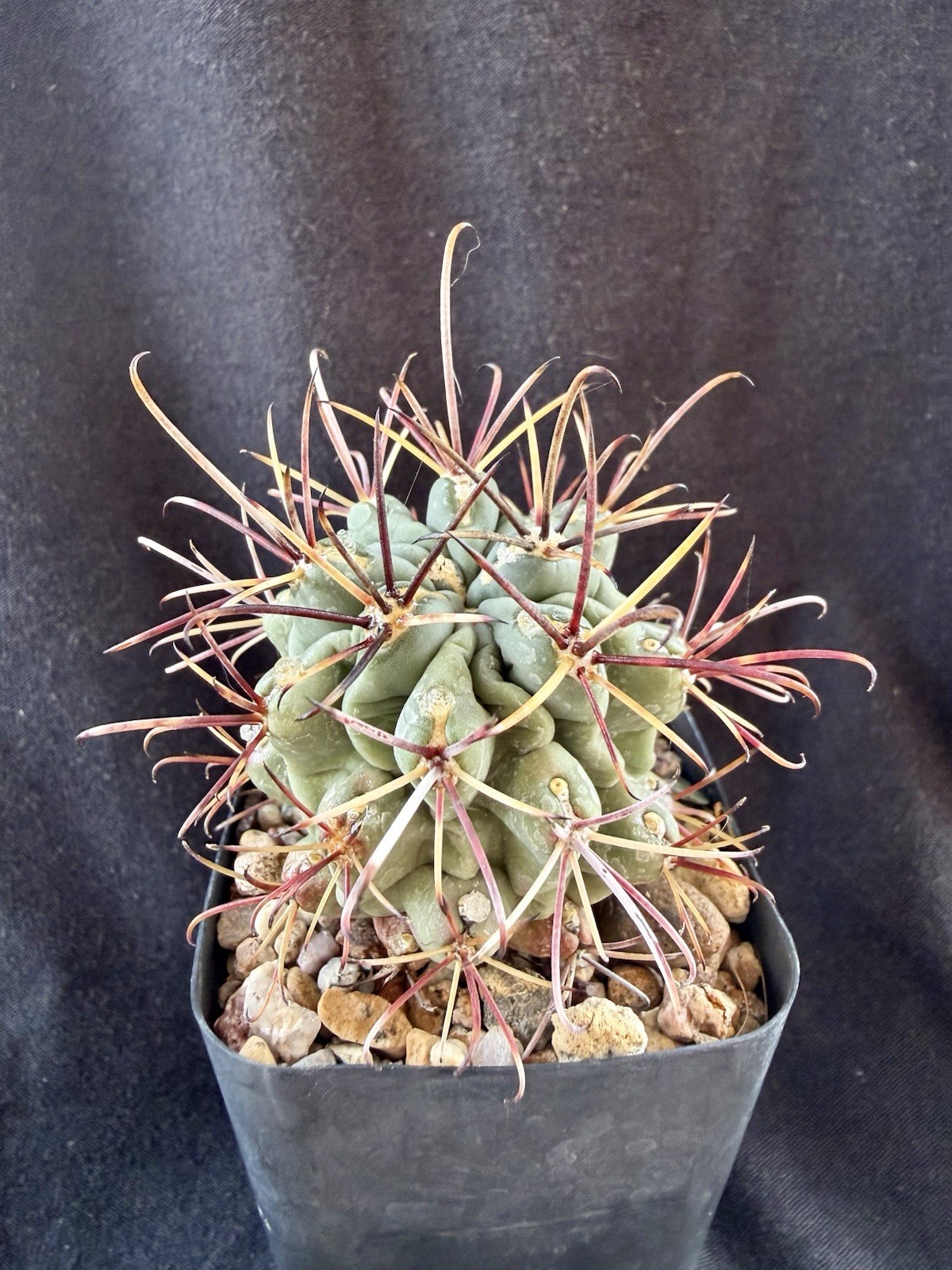 Glandulicactus uncinatus, Uncommon In The Trade