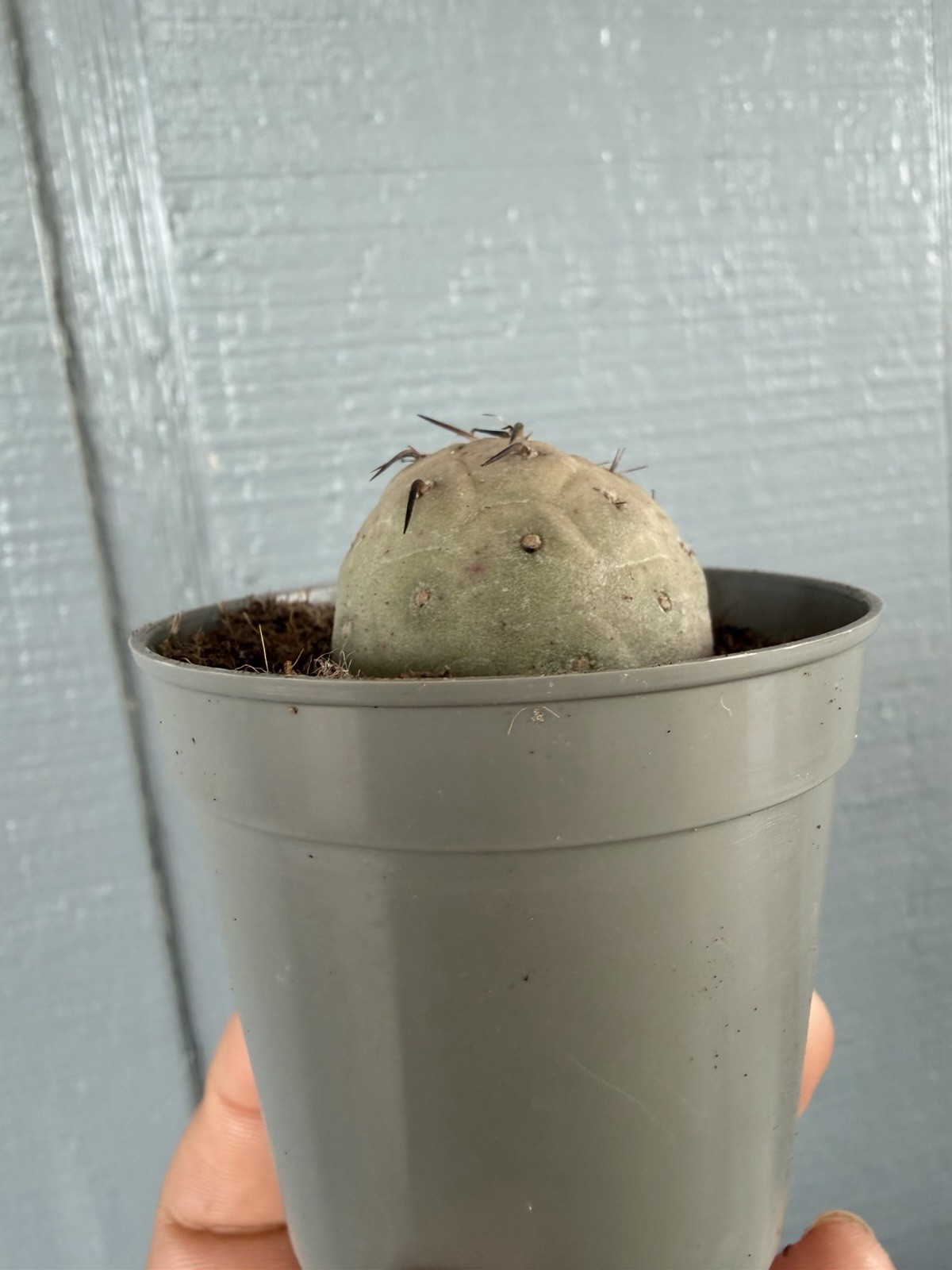 Tephrocactus geometricus