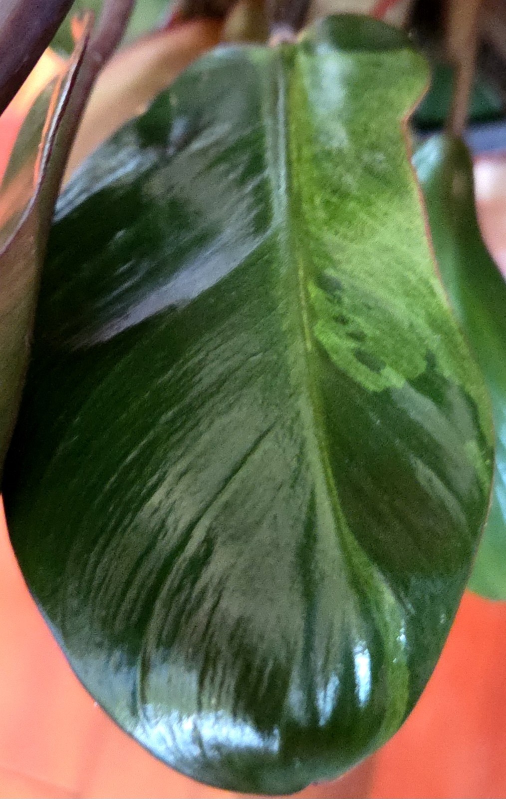Rare Philodendron Variegated Black Cardinal 18″ Tall W/ Pups Aroid Not Monstera