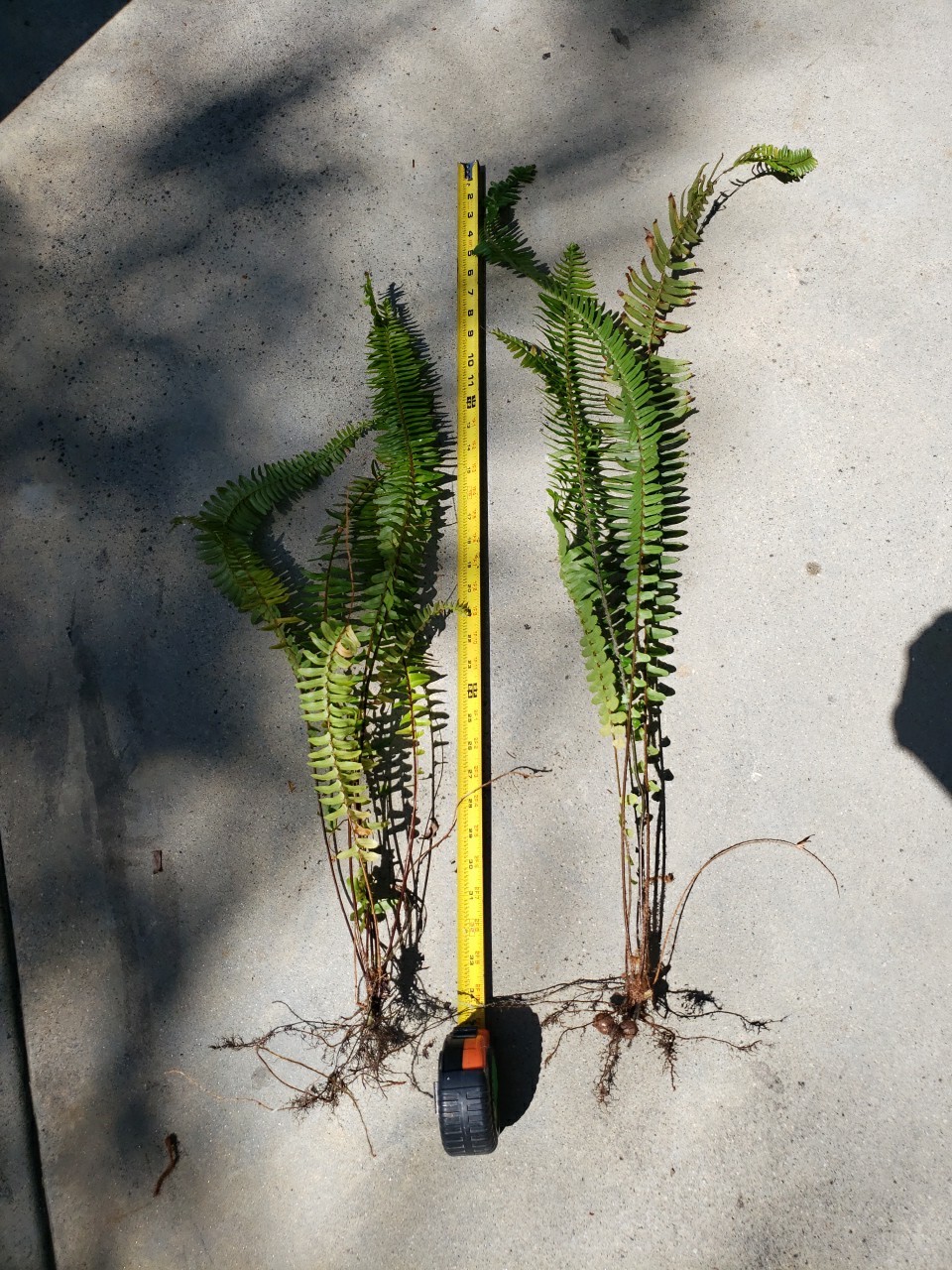 2 Christmas Fern – Grow Tall With 3′ Long Starter Plants rooted