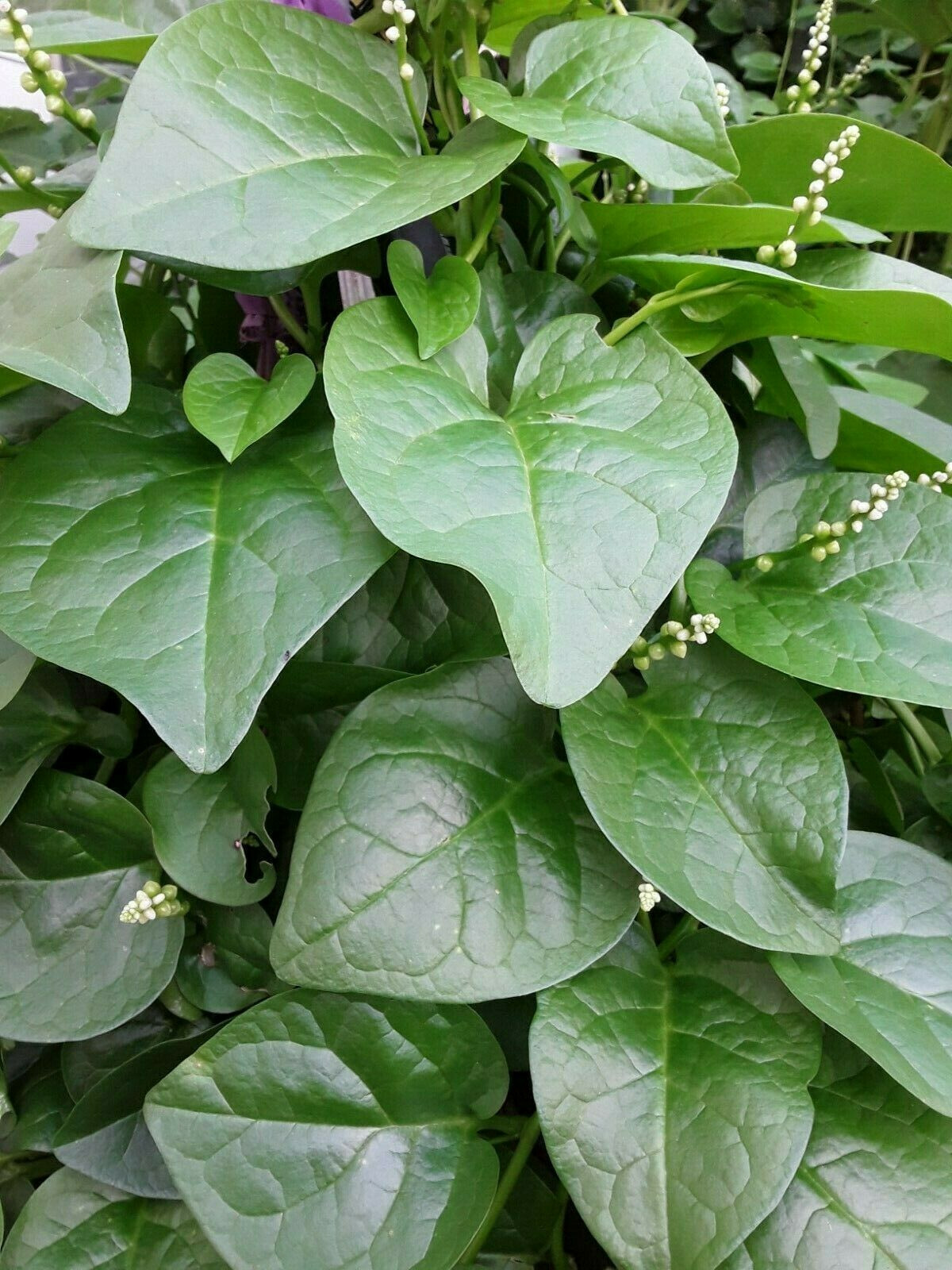 100 Organic Green Stem Malabar Spinach Alugbati Mong Toi Poi Sang Ceylon seeds