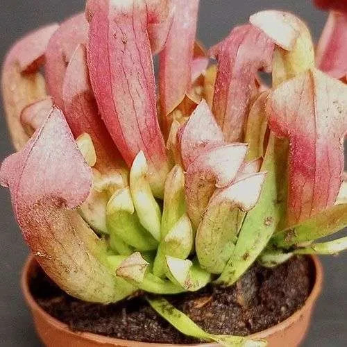 Sarracenia Purpurea ‘Maroon’ – Stunning Deep Red Pitcher Plant