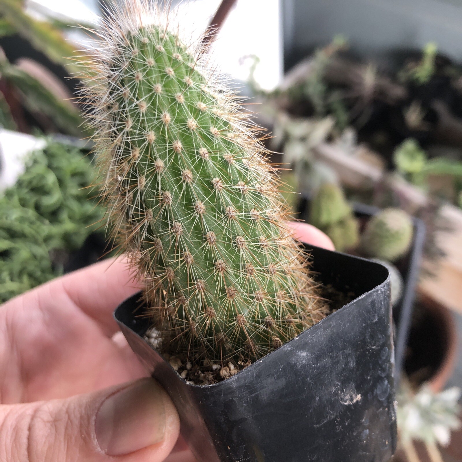 Cleistocactus tupizensis Bronze Torch Columnar Cactus Red Tube Flowers