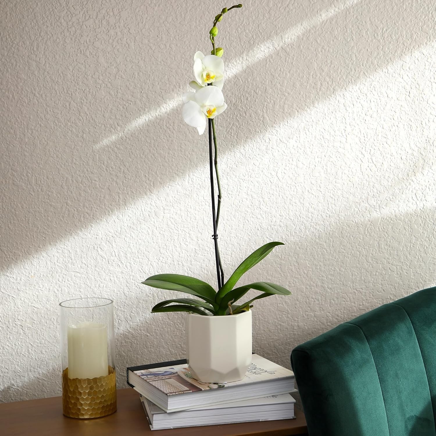Live 20-24″ Phalaenopsis Orchid in Decorative White Pot – Perfect Gift