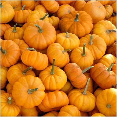 Jack Be Little Pumpkin Seeds For Planting (Cucurbita pepo)