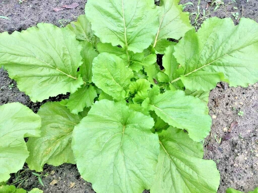 600+Florida Broadleaf MUSTARD GREENS Seeds Organic Spring Fall Garden Container