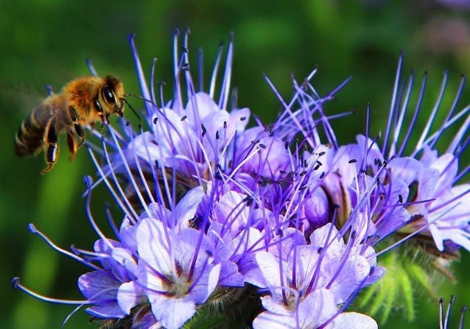 1000+ LACY PHACELIA SEEDS — PURPLE TANSY FLOWER — FRESH