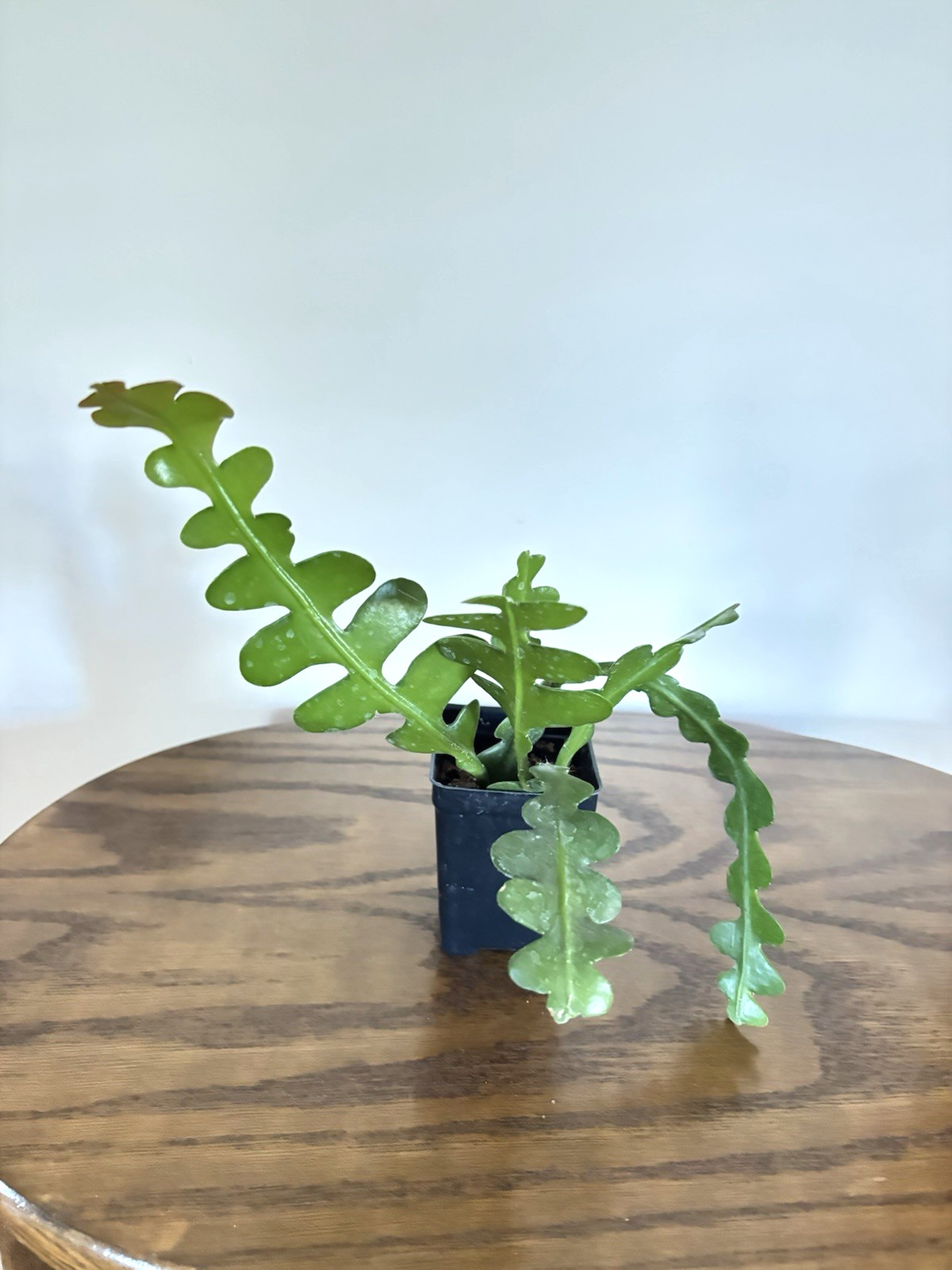 ZIG ZAG FISHBONE PLANT AS SHOWN IN 2 1/2″ POT