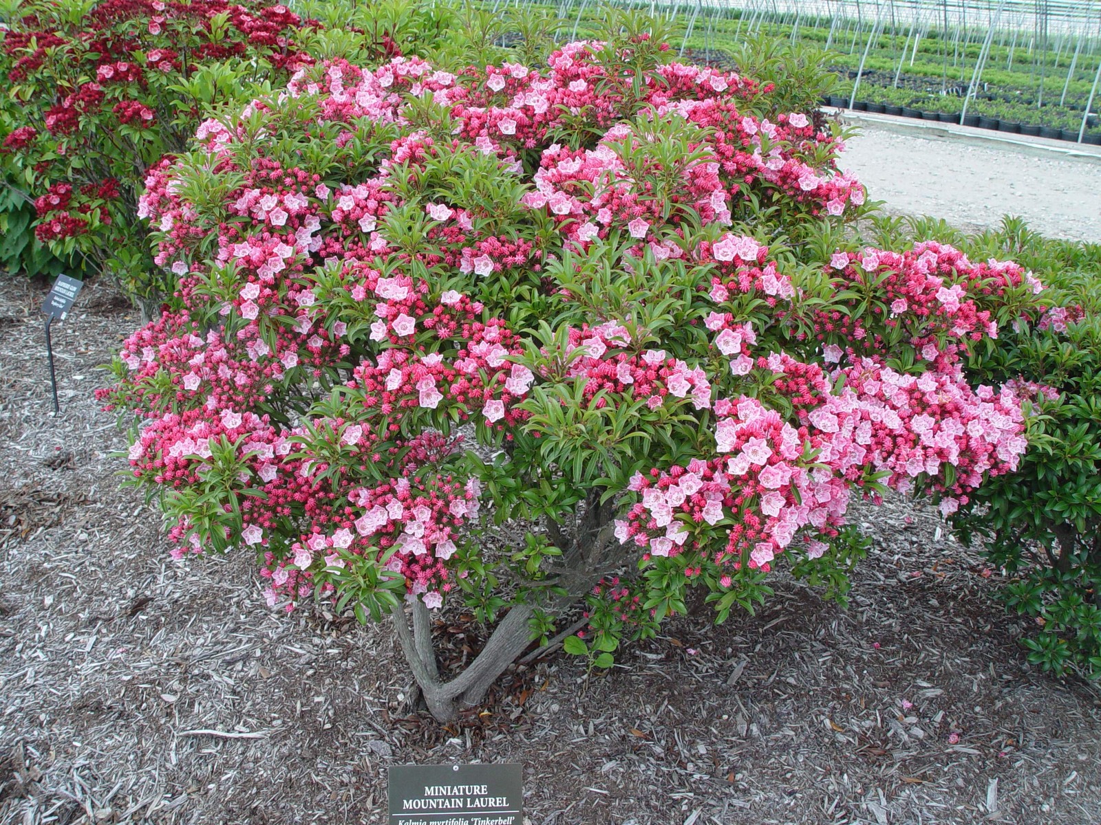 Live Plant From Green Promise Farms Kalmia Lat. Tinkerbell Mountain Laurel