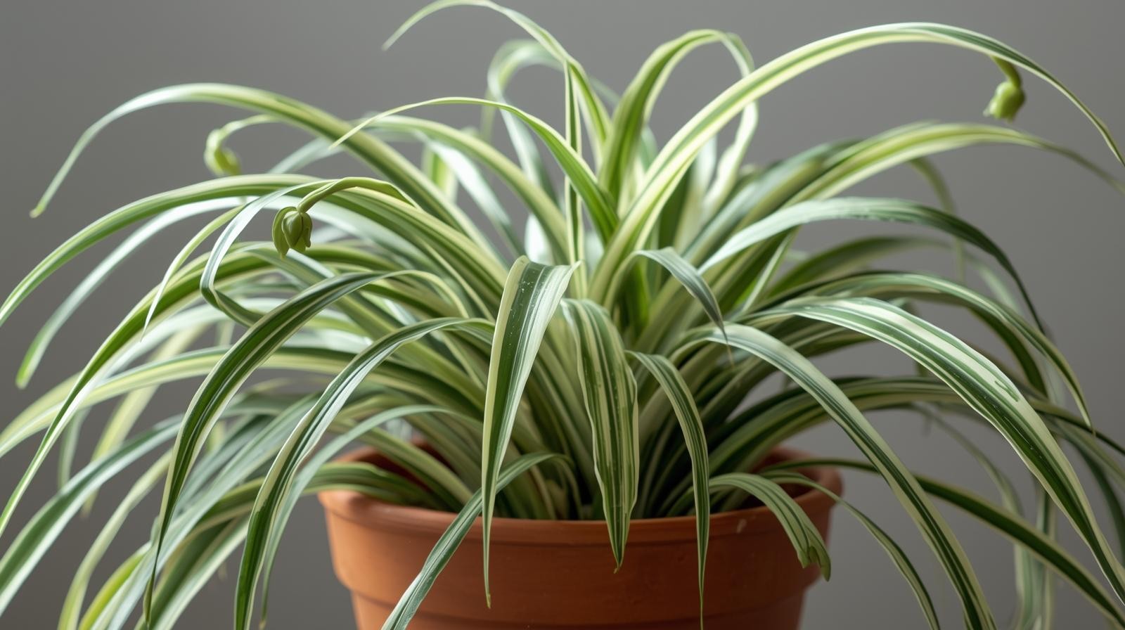 Chlorophytum Spider Variegated Rooted Starter Plants Air Plants BUY 2 GET 1 FREE