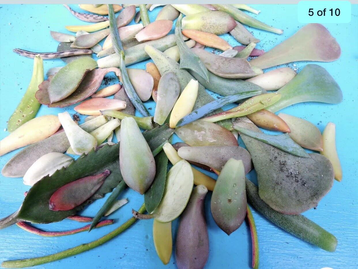 50 Color Succulent Leaf More Than 30 Diffirent Type