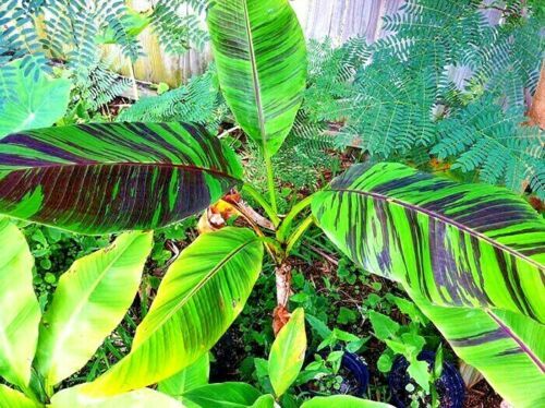 5 Red Tiger Darjeeling Banana Plant Tree Seeds (Musa sikkimensis) Hardy-Zone 5