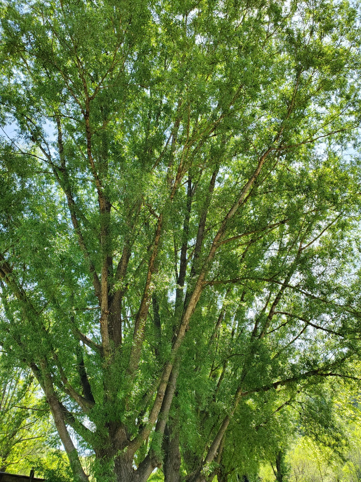25 Huge Austree Hybrid Willow Cuttings Fast Growing Privacy Tree Hedge 18 inch