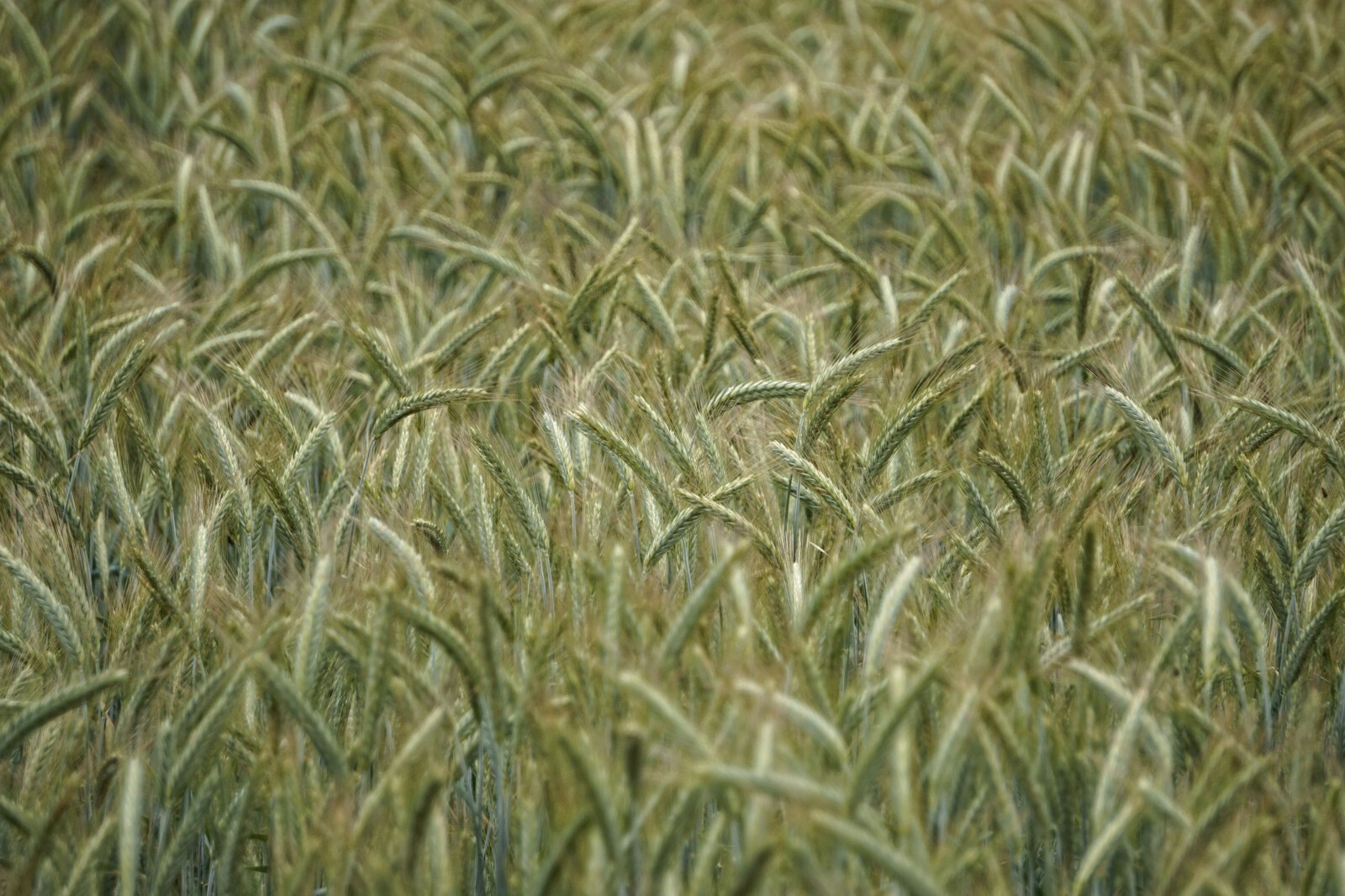 Grain Seeds – -Bunker Triticale Rye-Wheat – 200 Seeds Starter Pack-Cover Crop