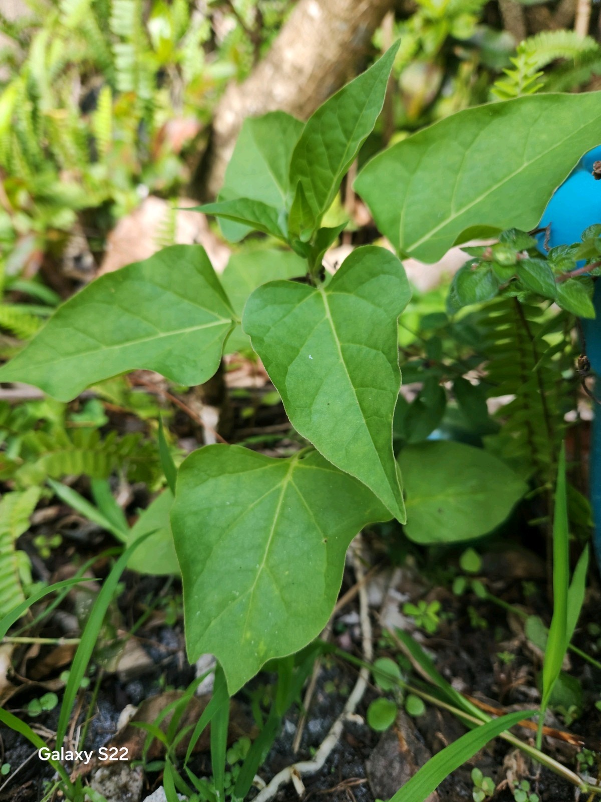 4 O’clock Live Plant, Mirabilis Jalapa Marvel of Peru, perennial!