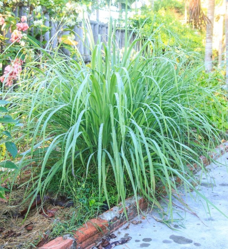 25 Live Lemongrass stalks USA grown, natural pest control safe for pets & kids