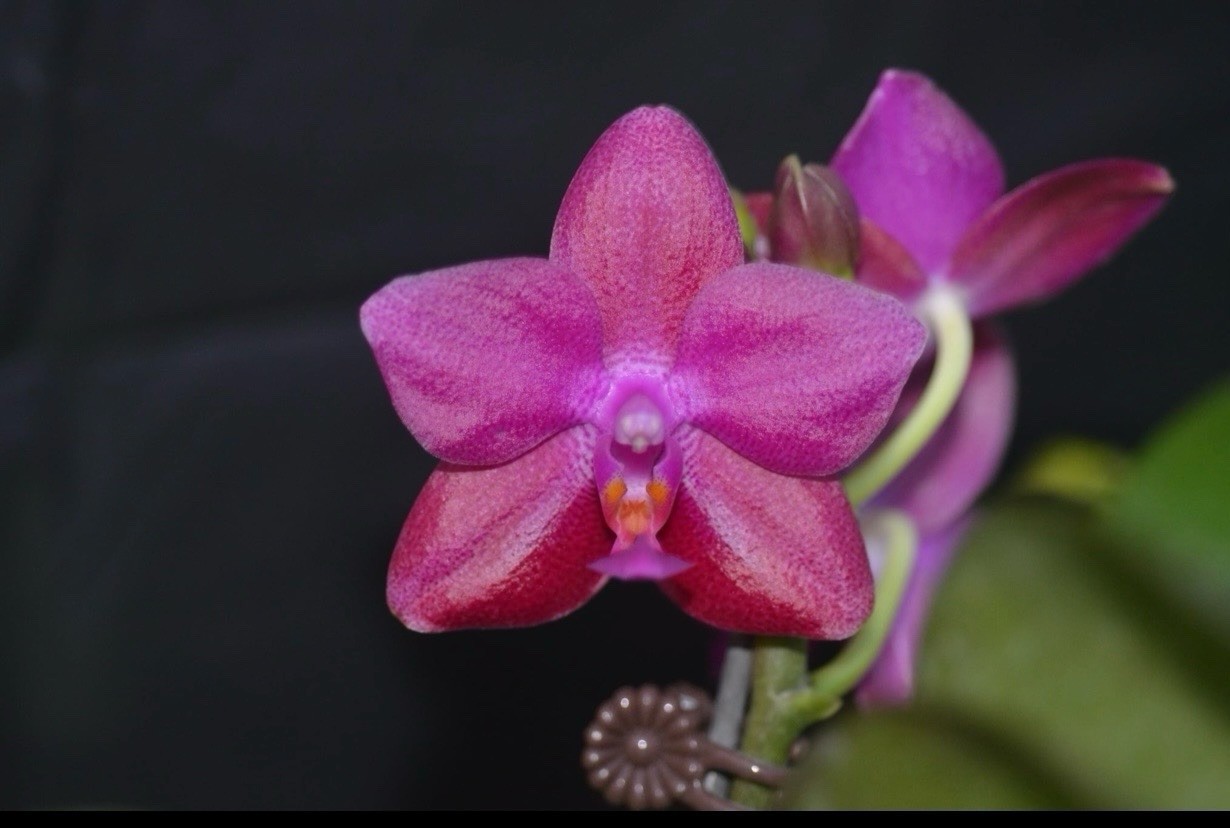 Original Phal Phalaenopsis Mahalo ‘Carmela’ FCC/AOS-FRAGRANT