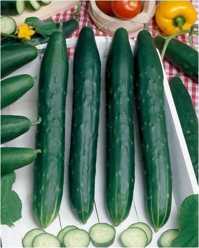 Burpless #26 Hybrid Cucumber Seeds – Cucumis Sativus – 0.5 Grams – Approx 18…
