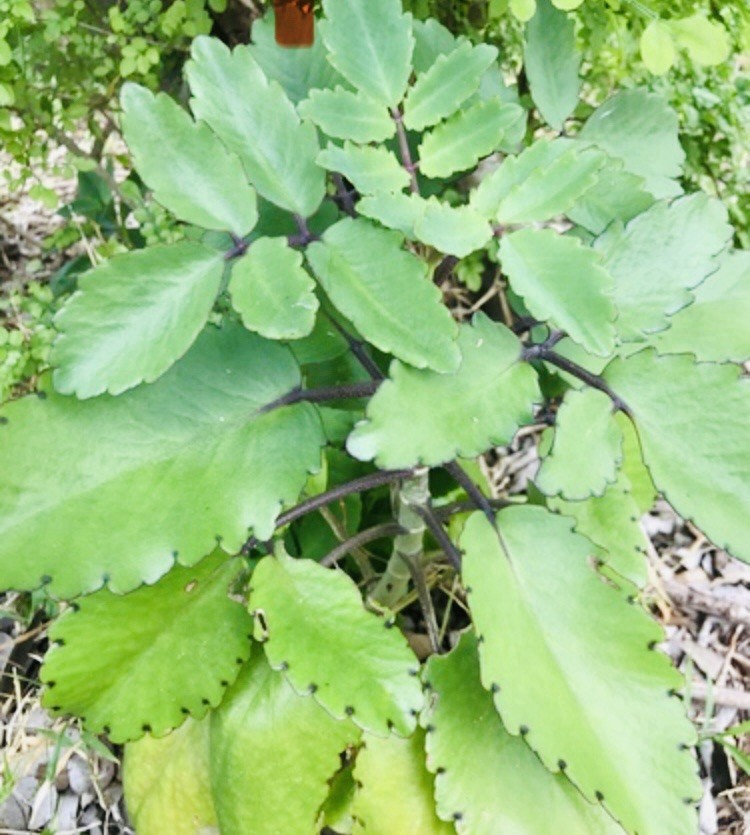 2 Kalanchoe Pinnata Medicinal Plants 2”Inches Seedlings Leaf Of Air Succulent
