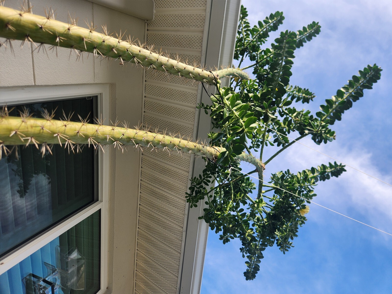5x GIANT Pereskiopsis. 5″ Cuttings. Grows 15 ‘+ And Thicker than Soda Can. HUGE