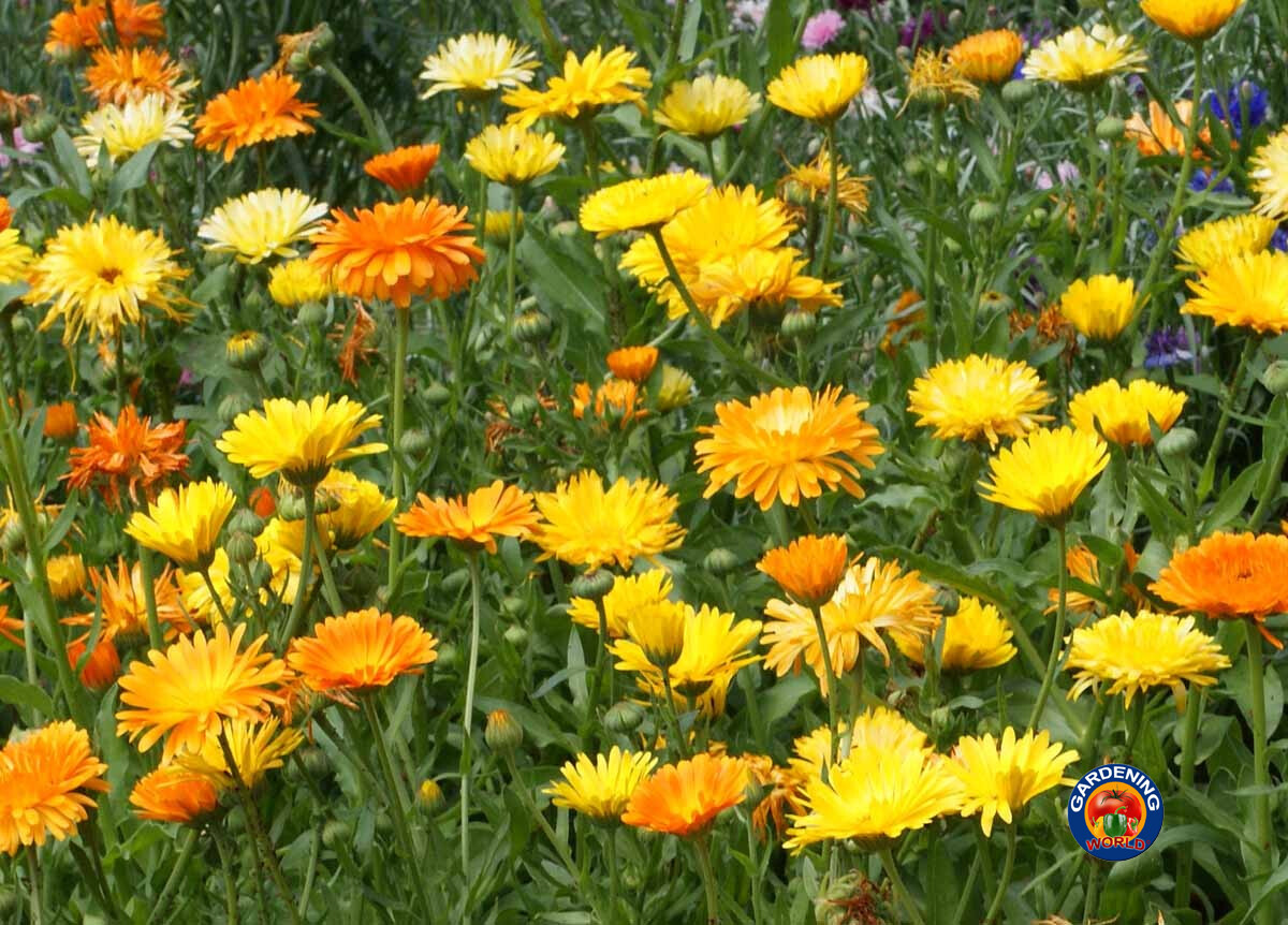 75 Calendula Pacific Beauty Mix Marigold Flower Seeds officinalis