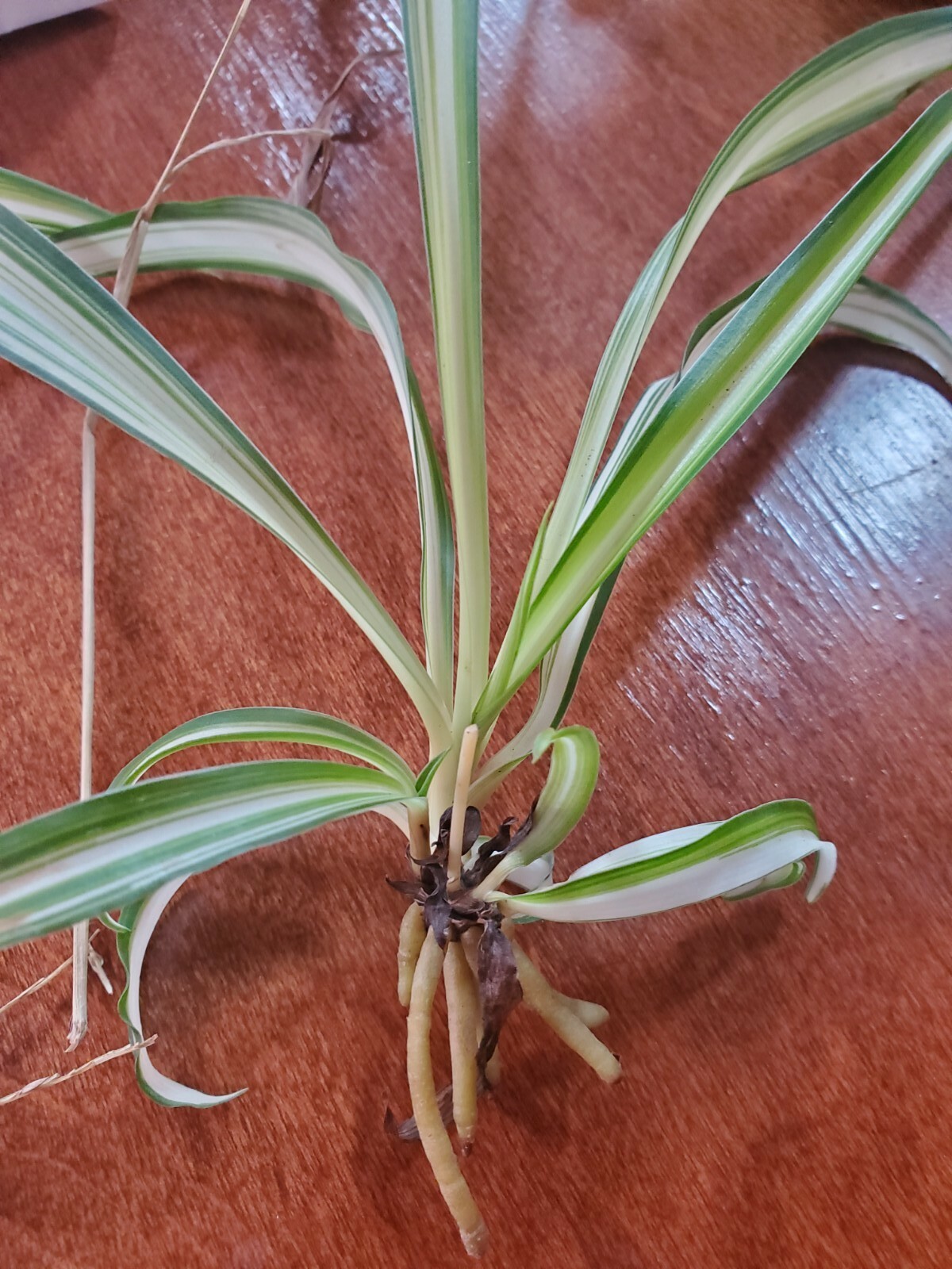 3 Spider Airplane Plants Rooted Starts / Variegated / Live Plants
