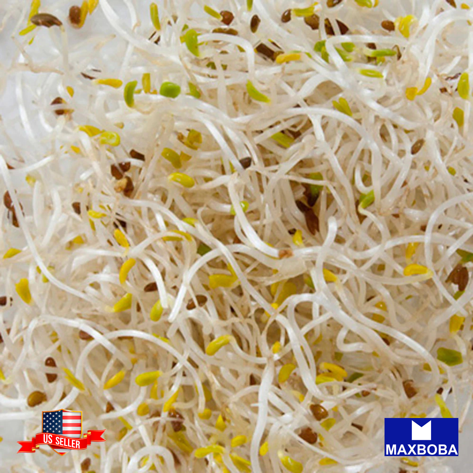 Alfalfa – Organic – Sprouting Seeds Non-GMO Heirloom