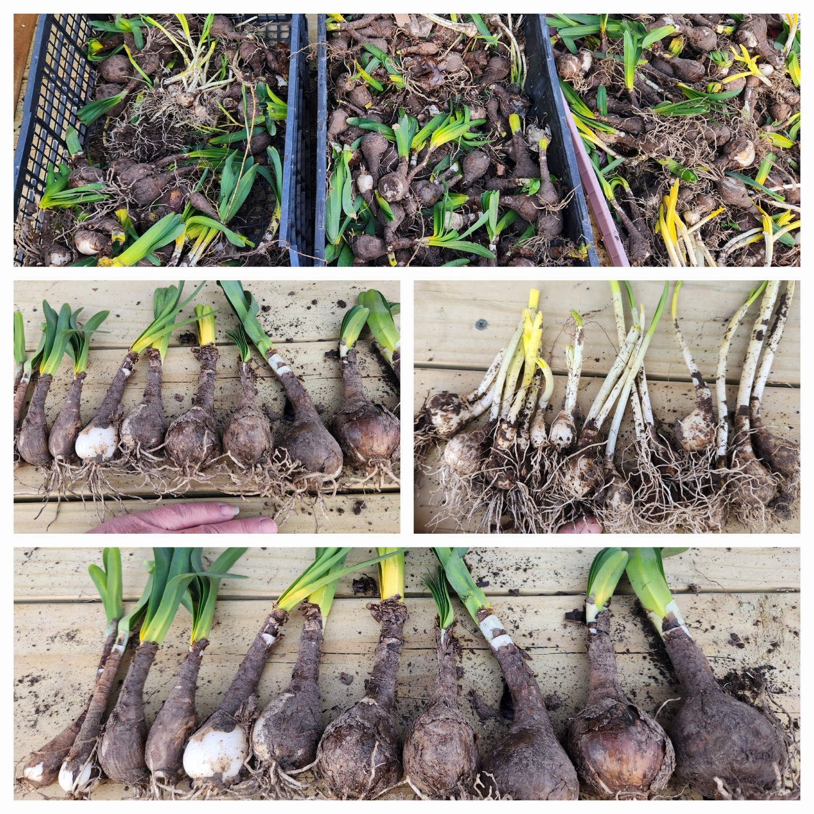 1 Dozen Baby Surprise Lily flower bulbs for planting Smaller Bulbs Need TLC